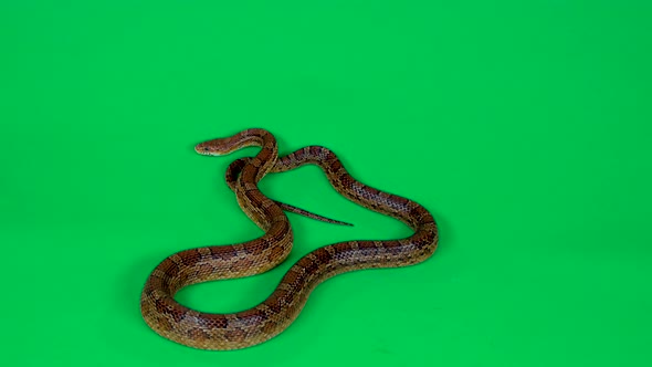 Coronella Brown Snake Crawling on Green Screen at Studio. Close Up