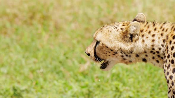 Amazing Close Portrait of Cheetah Face Prowling in Search of Prey