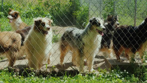 Active Dogs of the Breed Australian Shepherd in the Aviary