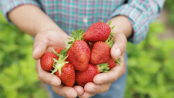 Close Up of Male Farmer Holds Some Large Ripe Strawberry in His Hands