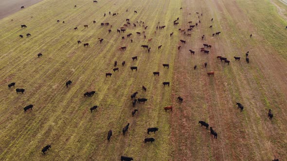 Aerial View of Large Herd of Cows on Farm Green Fields and Panorama of Rural Landscape with Forest