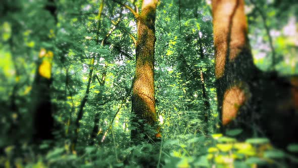 morning in a forest slow motion