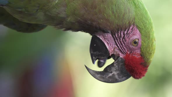 Vertical shot of red-fronted macawing tongue with open beak