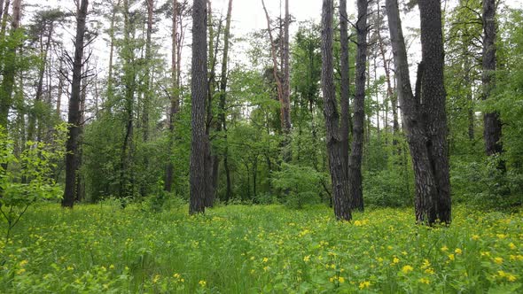 Summer Forest with Pine Trees Slow Motion