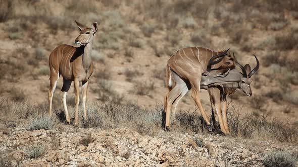 Kudu Antelopes - Kalahari Desert