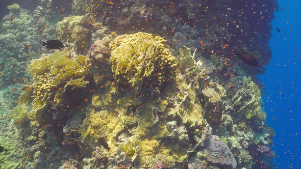 Tropical Fish on Vibrant Coral Reef