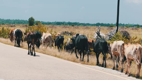 Herd of African Humpback Cows Walking at the Side of the Asphalt Road Zanzibar