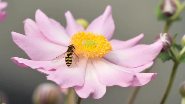 Syrphus ribesii hoverfly feeding