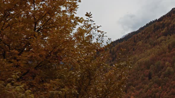 Mountains covered in snow and foliage