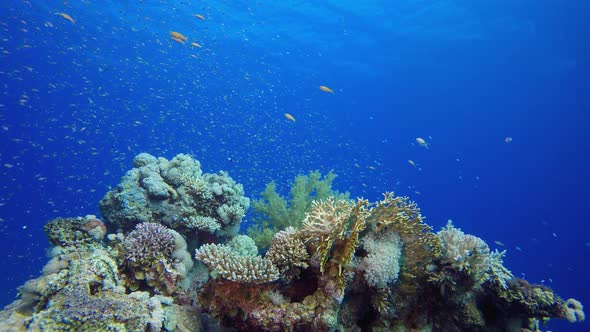 Marine Coral Colorful Garden