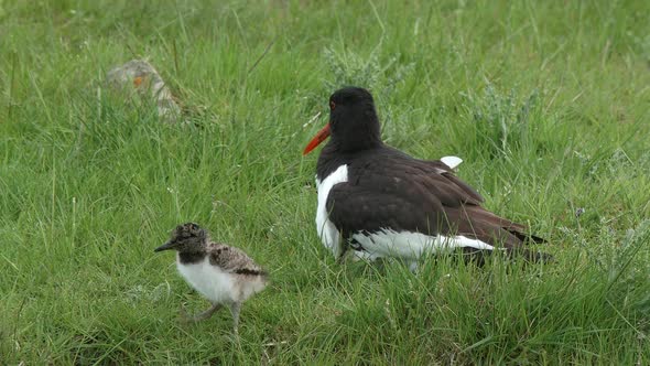 Oystercatcher brooding chicks under its breast and standing to reveal them