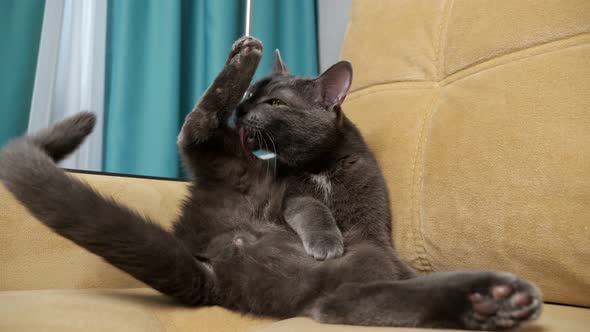 Black Cat Licks Paws Sitting in Sofa Corner in Living Room