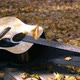 Guitar Lies in the Autumn Forest on the Yellow Leaves all on the Guitar - VideoHive Item for Sale