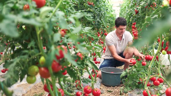 Friendly Man Harvesting Fresh Tomatoes From Greenhouse