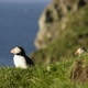 Puffins on the Faroe Islands - VideoHive Item for Sale