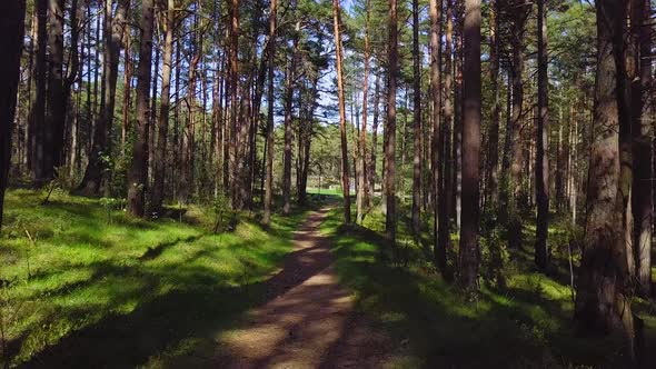 Wild pine forest with green moss under the trees, slow aerial shot moving low between trees on a sun