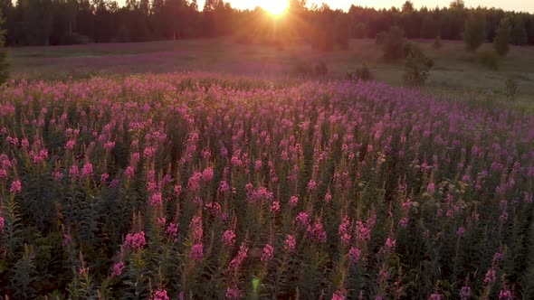 Beautiful Fireweed Willowherb Blooming Sally Golden Field Aerial Sun Rays Sunset