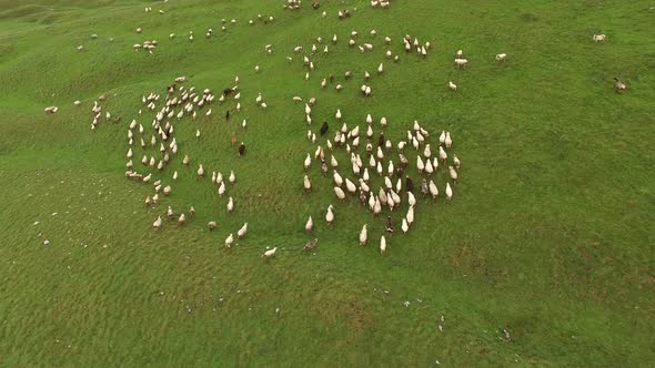 Sheep Run Through the Mountains in Northern Montenegro