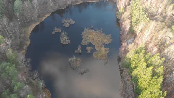 Beautiful Swap Lake Surrounded By Coniferous Forest Pull Back Aerial