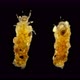 Trichoptera Larvae Under the Microscope, of the Apataniidae Family. Endemic To Lake Baikal - VideoHive Item for Sale