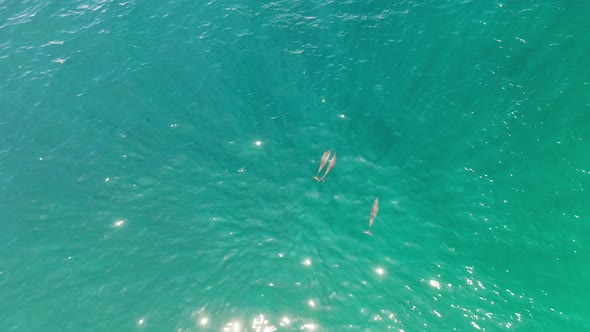 Three dolphins swimming in the turquoise waters of the Maldives islands, Aerial top view shot