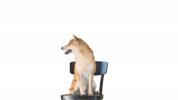 Cute Smiling Puppy Shiba Inu Dog Sitting on a Chair on White Background