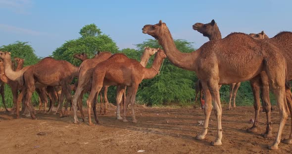 Herd of Camels at Pushkar Mela Camel Fair Festival