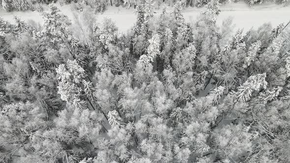 New Year's Winter Forest Spectacularly Covered with Snow Aerial View