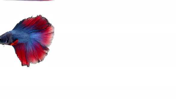 Siamese fighting fish (Betta splendens) alt