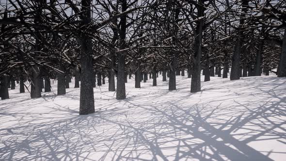 White Winter Snow Forest Dramatic Scene Nature Frozen Landscape Shadow From Trees