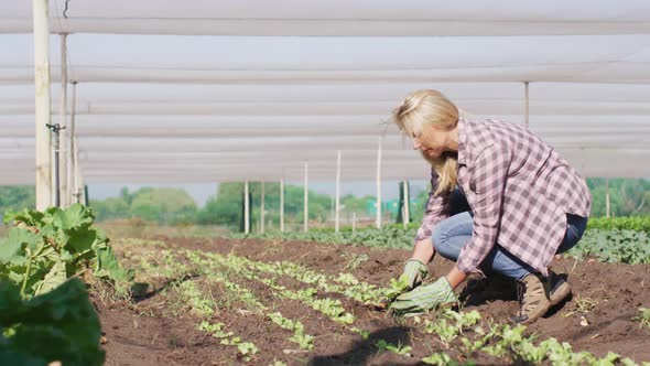 Video of caucasian woman planting seedlings in greenhouse