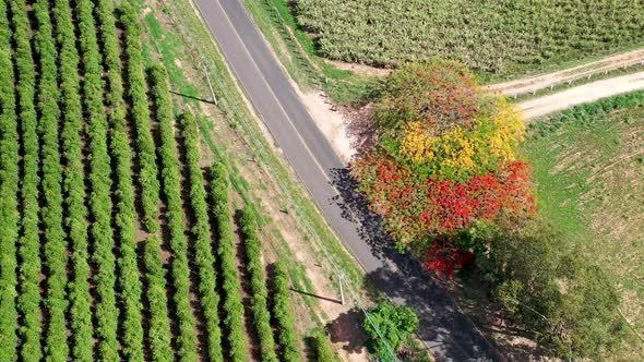 Countryside scenery aerial view. Rural landscape.