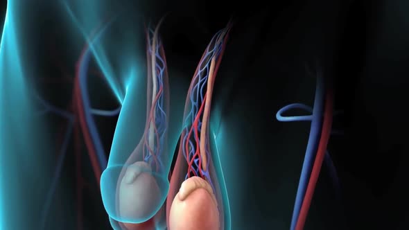 Male reproductive system