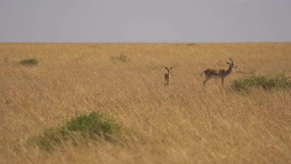 Thompson's gazelle with calf