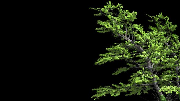 Tree With A Green Crown alt