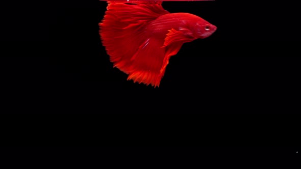 Siamese fighting fish (Betta splendens)