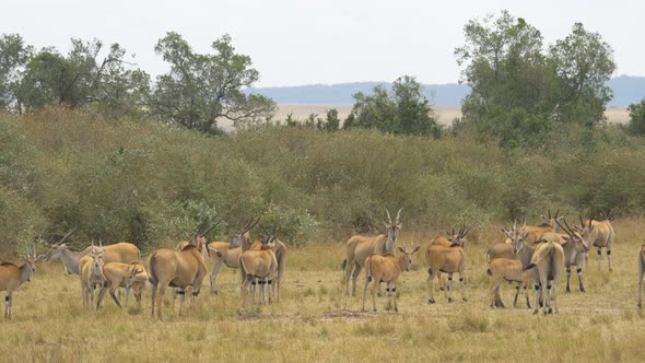 Common elands in Masai Mara