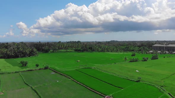 Rice Fileds Aerial View To Ubud, Bali Indonesia