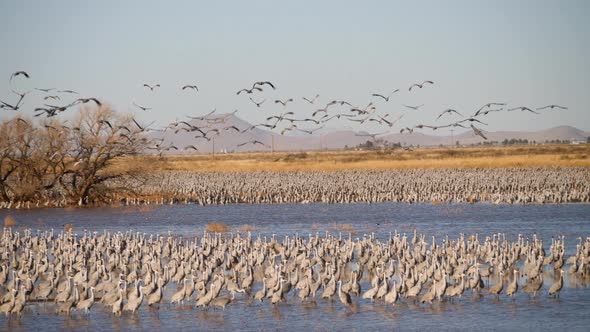 Slow motion shot of Sandhill Crane flock flying and standing in water with panning shot. Bird flock