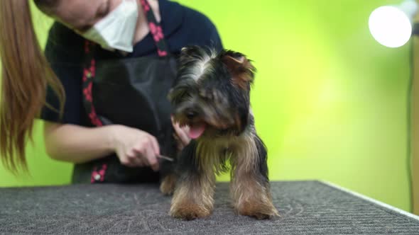 Groomer Combs the Comb of Yorkshire Terrier