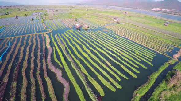 Flying Up Over Floating Gardens on Inle Lake