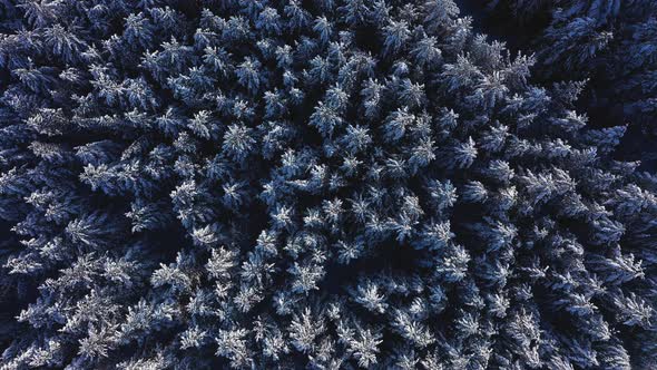 Cinematic Aerial View of a Cold Snowcovered Forest at the Top of a Hill