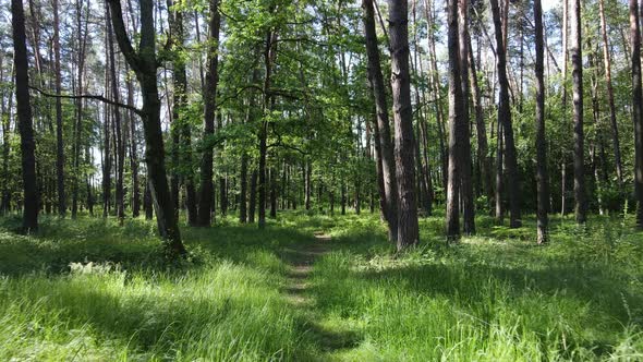 Beautiful Green Forest on a Summer Day Slow Motion