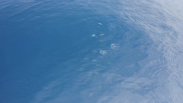 Aerial view of dolphins in open water at Reunion Island.