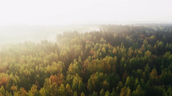 Aerial Drone Shot Flight Over Amazing Forest in Misty Morning in Spring