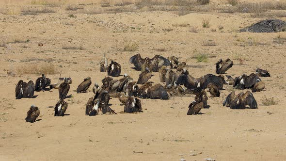 White-Backed Vultures Basking In The Sun