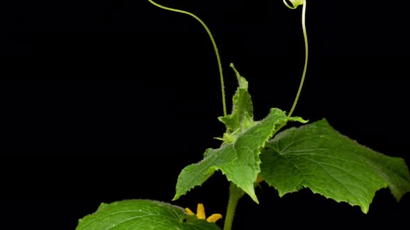 Growing Plants in Spring Timelapse