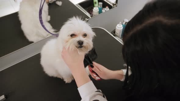 Veterinarian Combing a White Fluffy Dog in a Veterinary Clinic Before Shearing