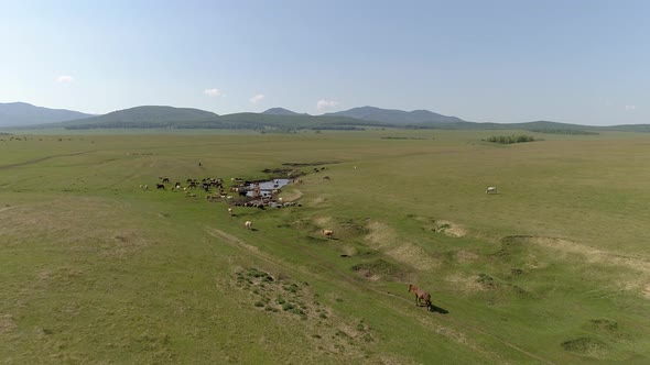 Aerial View on Summer Landscape with Cows