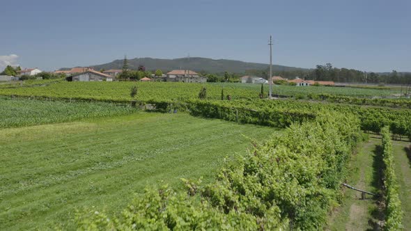 Green Vineyards Aerial View 05